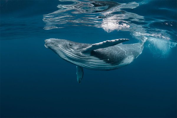 One of the humpback whale facts is that they utilize ocean currents and they can be seen in Kauai's south shore.