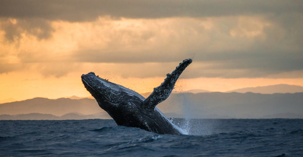Humpback whale leaping out of the water during the Whale watching season in Kauai Hawaii.