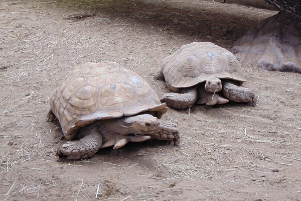 Two African Spur Thigh Tortoises on the ground in Kauai, eco-friendly helpers that dine exclusively on invasive plant species, contributing to the island's ecosystem balance