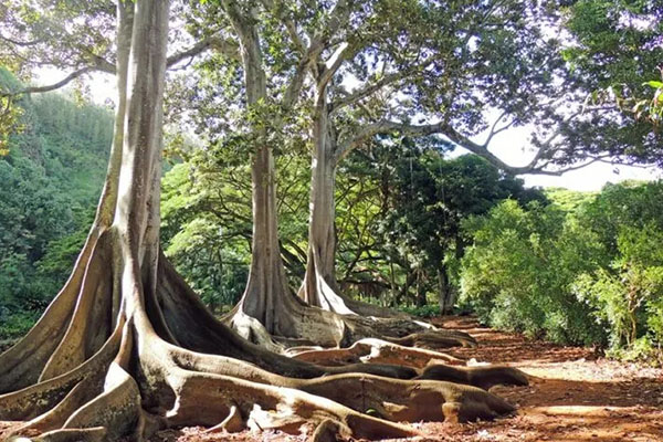 majestic fig trees in Allerton garden - discover where to stay in Kauai to access nature's beauty
