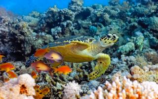 Best Place to See Kauai Turtles in Kauai