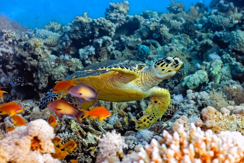 Schildkröten Australien