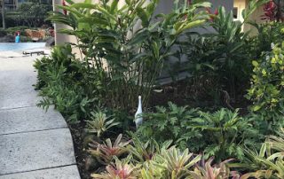 Egret bird hiding around Hawaiian plants