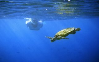 snorkeling on kauai's south shore green turtle