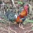 how many wild chickens are on Kauai