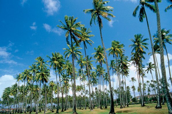 Royal Coconut Coast Plantation